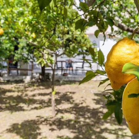 Lemon Trees & Skopelos Town
