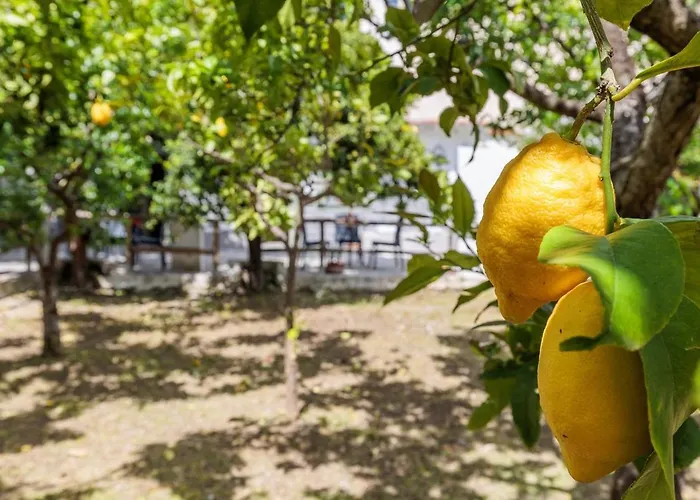 Lemon Trees & Skopelos Town
